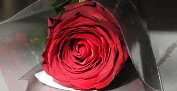 Billede rød rose