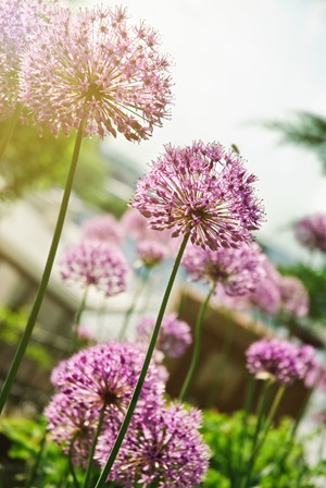 1506_Løgblomst