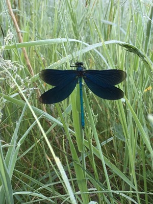 sommerbillede guldsmed